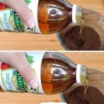 No matter how small your house is, you must grow this plant in your house.