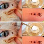 Cinnamon and Honey: The Most Powerful Remedy Even Doctors Can’t Explain