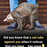 Did You Know That You Can Freeze Milk?