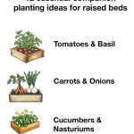 Dandelion Syrup Recipe