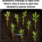 How to Wash Yellowed Pillows: 3 Tips to Restore Their Whiteness