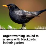 What Are the Differences Between Yellow Chicken and White Chicken?