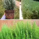 This Unique Bird Feeder Brings Birds and Squirrels Partially Into Your Home