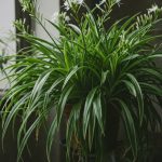 Making homemade cheese