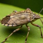 The Biblical Herb Long Recognized for Its Medicinal Properties: Today’s Profound Effect on Health