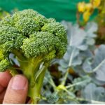 The Miracle Drink That Will Empty Hospitals in 2025: Say Goodbye to Diseases Naturally!