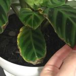 7 Must-Know Tips for Growing Tomatoes in Containers Like a Pro