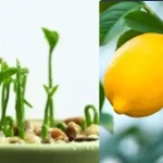 Discover the Benefits of Castor Oil and Baking Soda for Health