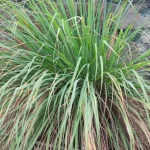 Stop Buying Potatoes: Grow an Endless Supply Right at Home!