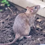 Did You Know That You Can Freeze Milk?