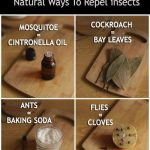 30 Incredible Benefits of Dandelion: Nature’s Hidden Gem