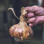 Why You Shouldn’t Throw Away Old Sponges? Find Out How They Can Help Your Garden