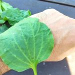 11 Self-Seeding Flowers That Provide Continuous Seasonal Color