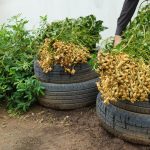 Half the Honey on Store Shelves May Be FAKE — Here’s How to Tell If You’ve Been Fooled!