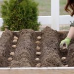 The Ultimate Guide to Growing Mushrooms at Home in Buckets for Endless Harvests