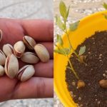 The Miracle Drink That Will Empty Hospitals in 2025: Say Goodbye to Diseases Naturally!