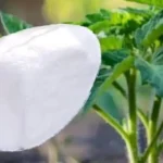 French Beauty Secret: How Coffee and Vinegar Can Transform Your Skin & Health