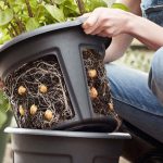 RINGING IN YOUR EARS WILL DISAPPEAR – Eliminate It in Just a Few Days with Rosemary