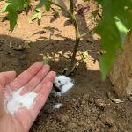 How to Grow Pistachios from Seed in Your Backyard