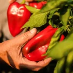 Purple Deadnettle (Lamium purpureum): Benefits, Uses & How to Make Tea