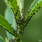 Growing Tomatoes Without Watering, Doubling Yield, And Harvesting Continuously