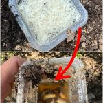 9 Items You Shouldn’t Buy at Aldi