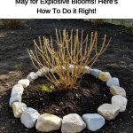 Embrace Papaya Leaves for Youthful Hair