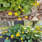 9 Companion Plants That Thrive Together In Containers & Grow Bags