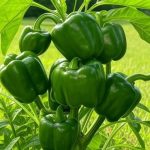 What is the hole in the pen caps for?