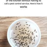 What Are These Mysterious Red Capsules Found on the Bed?