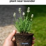 The Remedy That Emptied Hospitals – It Treats Cancer, Diabetes, High Blood Pressure, and Poor Circulation.