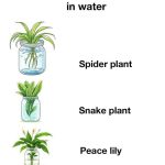 Vaseline and White Vinegar: Amazing Hacks You Never Knew