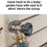 Just 1 thin slice per week! Suddenly orchids shoot 500% more flower branches