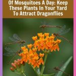 Revolutionary Tomato Growing Hacks for a Bountiful Harvest