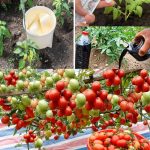 Dragonflies: Nature’s Mosquito Control and How to Attract Them to Your Garden