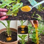 7 Reasons Why You Shouldn’t Kill Purslane in Your Garden