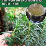 Most are missing out. 10 top Aloe Vera hacks