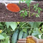 Baking soda is a gardener’s best friend: here are 10 clever uses in the garden