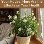 Don’t discard old garden pots. Here are 10 innovative ways to repurpose them in your outdoor space