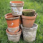 Most people are clueless about its power. This is more than just a plant. Here’s why