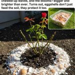 How to Build a Cucumber Trellis: A Beginner’s Guide