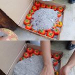 Peace Lily: The Only Air Purifier You Need