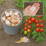 How to Grow Bell Peppers Vertically Using Plastic Bottles – Easy Wall Gardening for Maximum Harvest