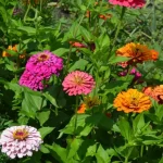 Rosemary: A Potent Bacteria Killer and Intestinal Cleanser