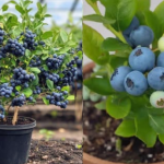 Why People Aren’t Using Top Sheets On Beds Anymore