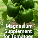 Rice is a real miracle for orchids