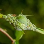 Bold & Smoky Coffee Rub
