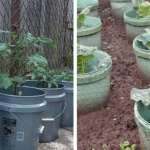 The Health Benefits and Uses of Broadleaf Plantain (Plantago major)