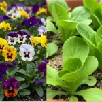 Blueberries, with this very simple trick I can grow them at home endlessly | I haven’t bought any for years