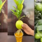 Garlic and Honey Secrets: How I Make It